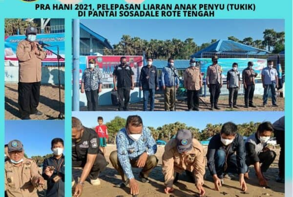 Pra Hani 2021, Pelepasan Liaran Anak Penyu (Tukik) di Pantai Sosadale